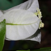 Bougainvillea spectabilis Willd.
